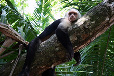 Costa Rica-Pacific Coast-Jungle & Beach Adventure Ride - Mountains to Coast
